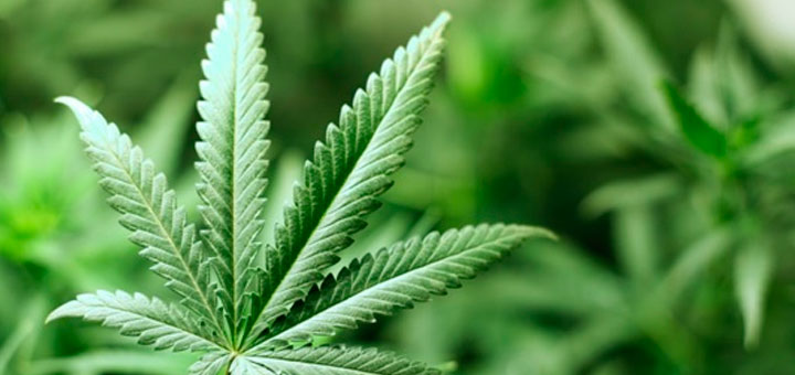 marihuana