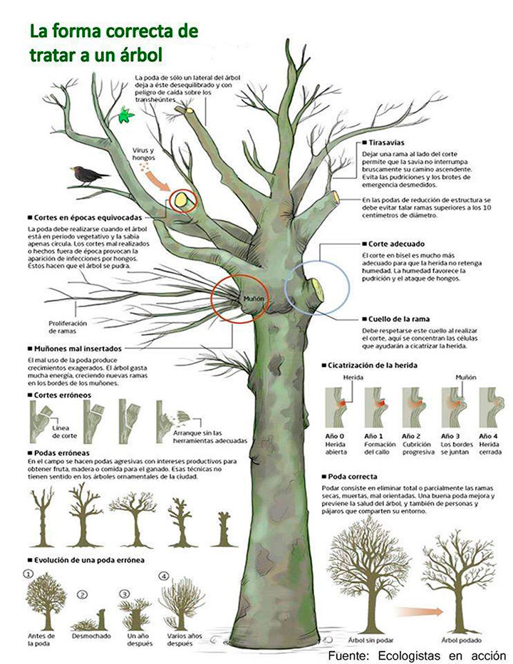 Details 48 donde denunciar poda de árboles